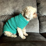 small dog sweater crochet pattern