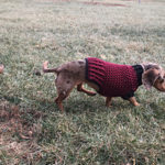 small crochet dog sweater pattern