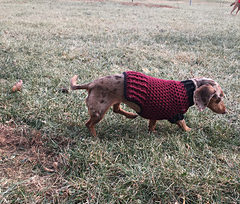 small crochet dog sweater pattern