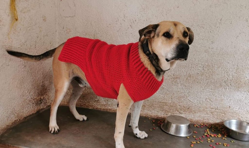 Medium Dog Sweater Crochet Pattern Crochet It Creations
