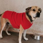 Large Crochet Dog Sweater Pattern