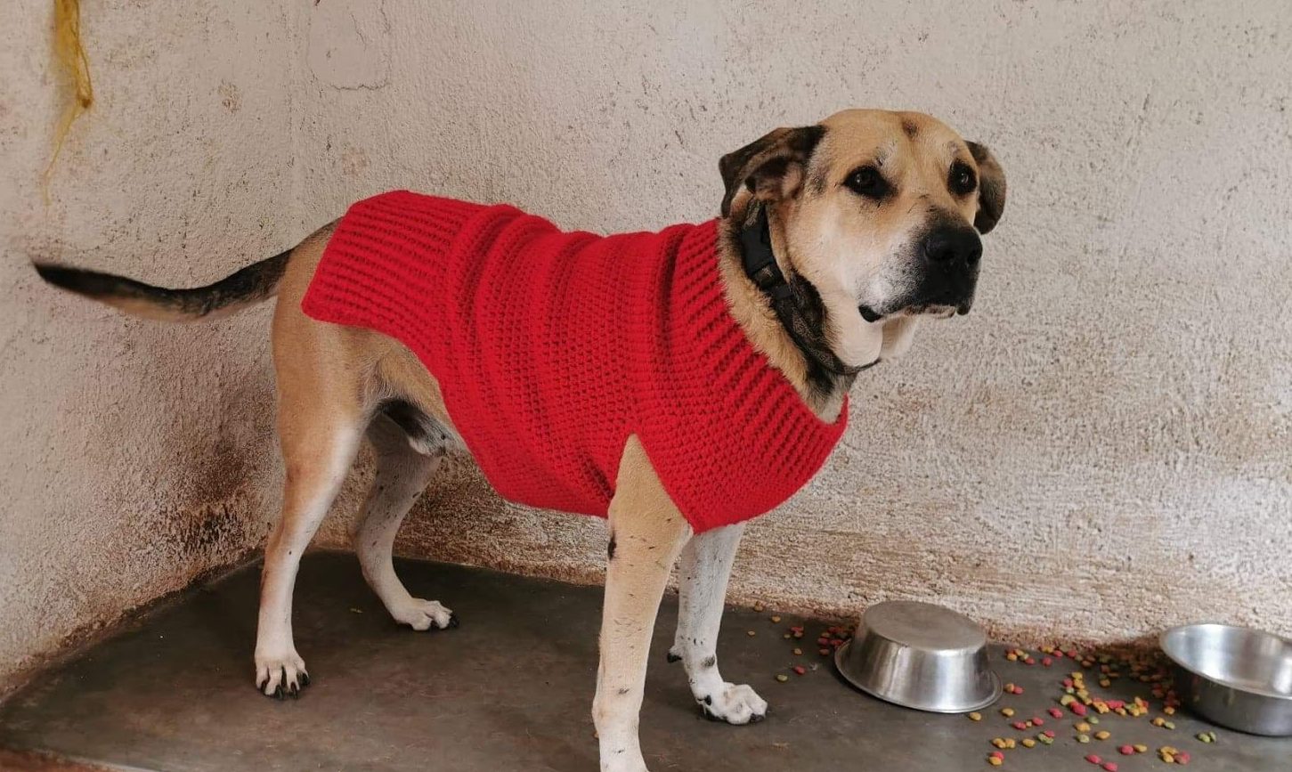 Large Crochet Dog Sweater Pattern