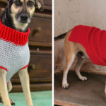 Dog Sweater Crochet Pattern